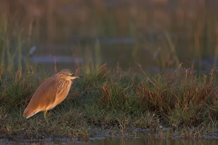 Framed Print : Squacco Heron (Ardeola ralloides)