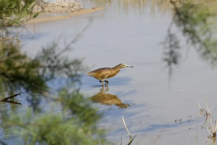 Framed Print : Squacco Heron (Ardeola ralloides)