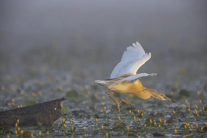 Framed Print : Squacco Heron (Ardeola ralloides) in the fog Hungary