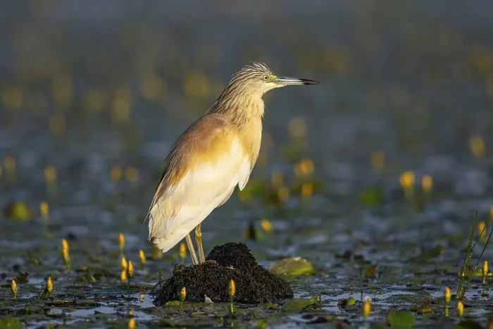 Framed Print : Squacco Heron (Ardeola ralloides) in the fog Hungary Framed Print : Squacco Heron (Ardeola ralloides) in the fog Hungary