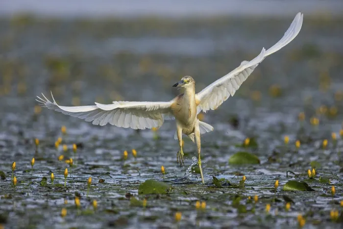 Framed Print : Squacco Heron (Ardeola ralloides) in the fog Hungary