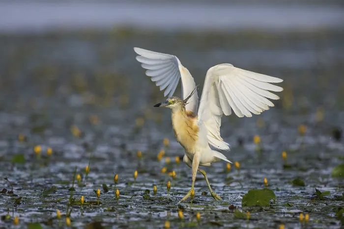 Framed Print : Squacco Heron (Ardeola ralloides) in the fog Hungary