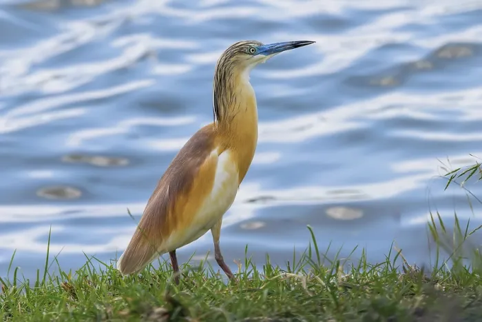 Framed Print : Squacco Heron (Ardeola ralloides) in Natural Habitat Framed Print : Squacco Heron (Ardeola ralloides) in Natural Habitat