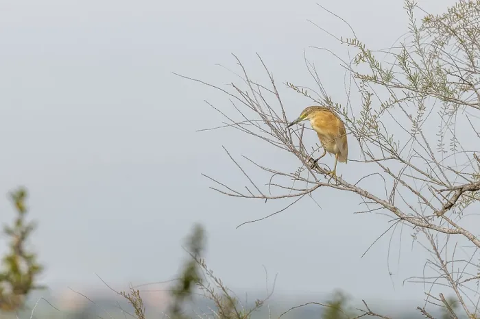 Framed Print : Squacco Heron (Ardeola ralloides) sitting in a tree in spring