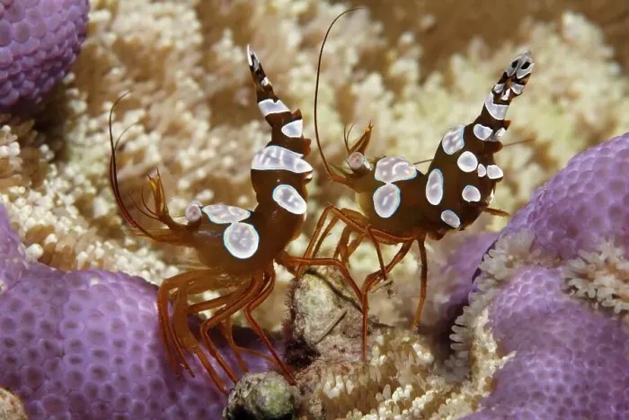 Framed Print : Square Shrimps (Thor amboinensis)