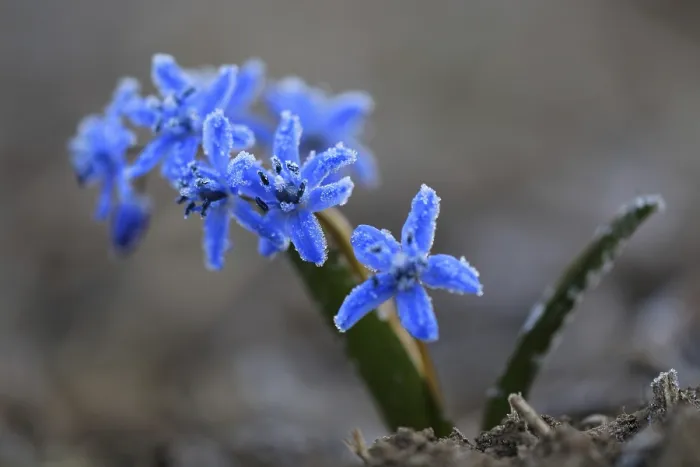 Framed Print : Squill (Scilla), asparagus family