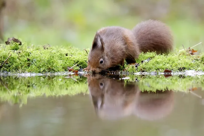 Framed Print : Squirrel Framed Print : Squirrel