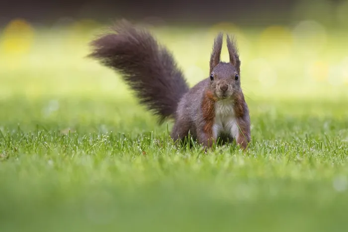 Framed Print : Squirrel (ciurus vulgaris), Vechta