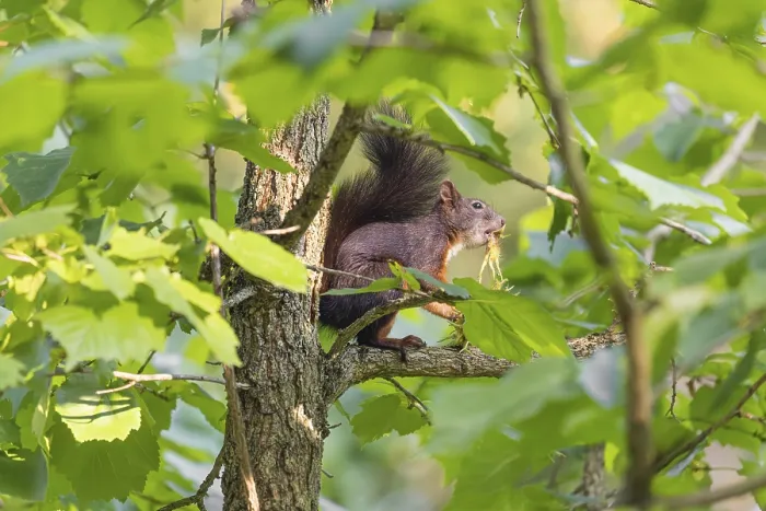 Framed Print : A squirrel or Eurasian squirrel (Sciurus vulgaris) eats from a Corylus colurna Framed Print : A squirrel or Eurasian squirrel (Sciurus vulgaris) eats from a Corylus colurna