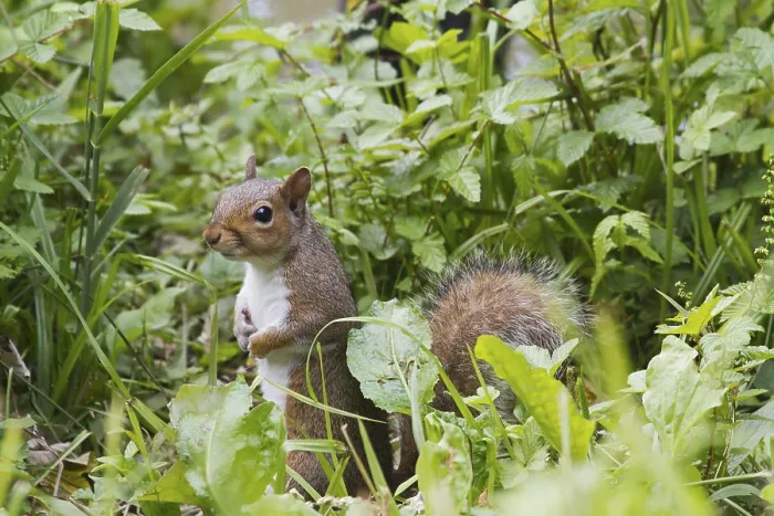 Framed Print : Squirrel on the ground looking for food