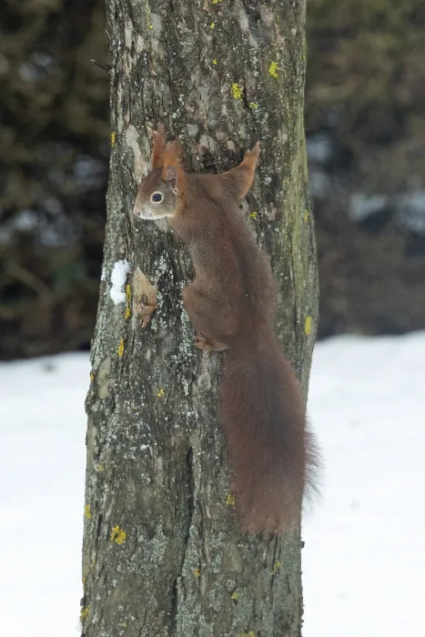 Framed Print : Squirrel hanging on tree trunk with snow seen on the left Framed Print : Squirrel hanging on tree trunk with snow seen on the left