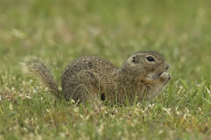 Framed Print : Squirrel holding grass in hands sitting in green meadow looking right Framed Print : Squirrel holding grass in hands sitting in green meadow looking right
