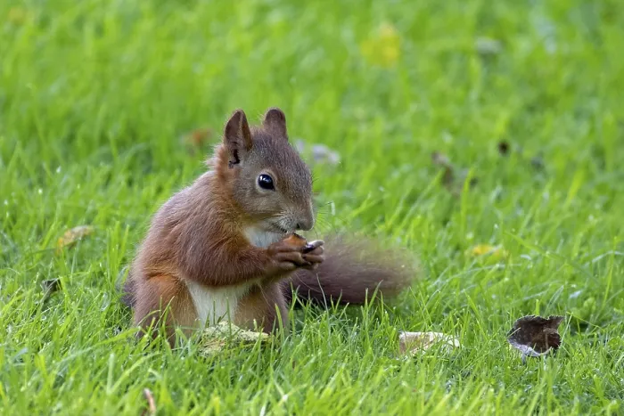 Framed Print : Squirrel holding nut in hands sitting in green grass looking from front right
