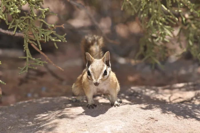 Framed Print : A squirrel, Hopi chipmunk (Tamias rufus)