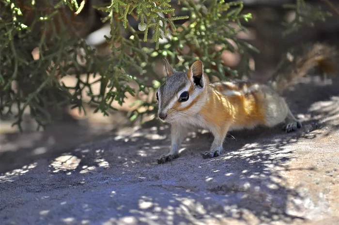 Framed Print : A squirrel, Hopi chipmunk (Tamias rufus)