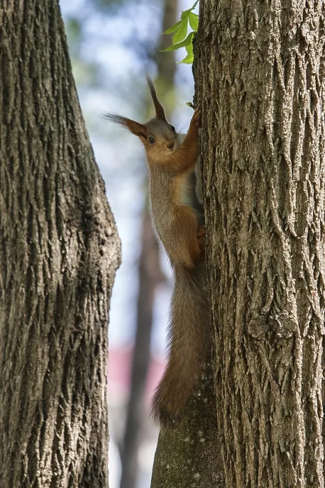 Framed Print : Squirrel, Krasnodar krai, Russia, Europe