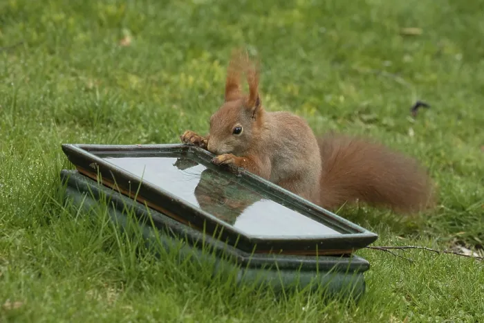 Framed Print : Squirrel leaning at table with water in green grass standing drinking looking left