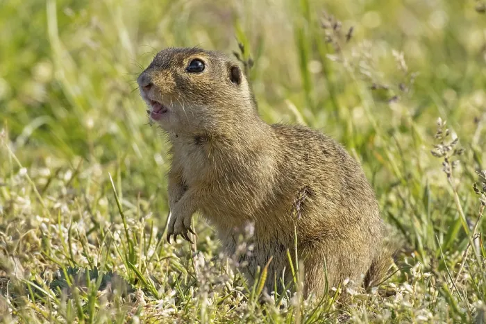Framed Print : Squirrel with open mouth standing in green meadow looking left