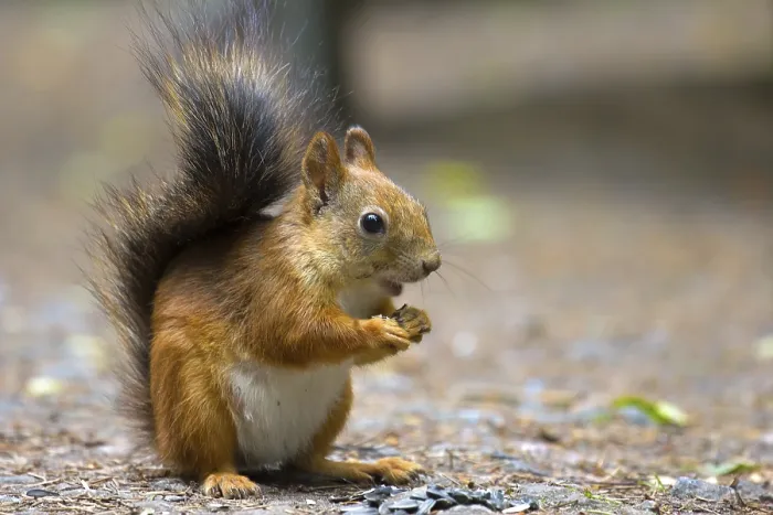 Framed Print : Squirrel in Park closeup on background of summer woods