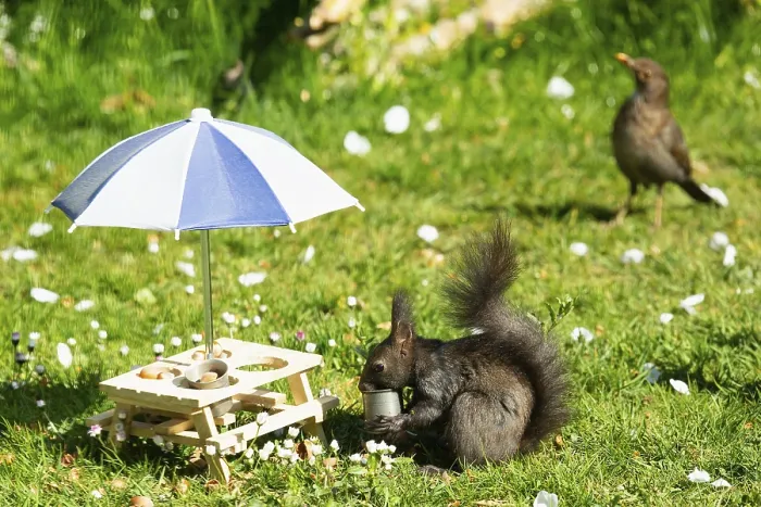 Framed Print : Squirrel with potty in mouth next to table with partly emptied potty and parasol standing in green grass looking left Framed Print : Squirrel with potty in mouth next to table with partly emptied potty and parasol standing in green grass looking left