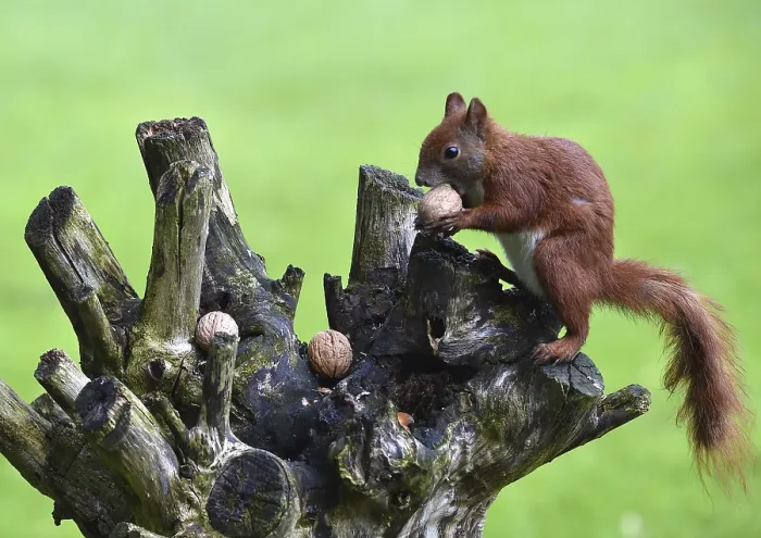 Framed Print : Squirrel (Sciurus) eats nuts