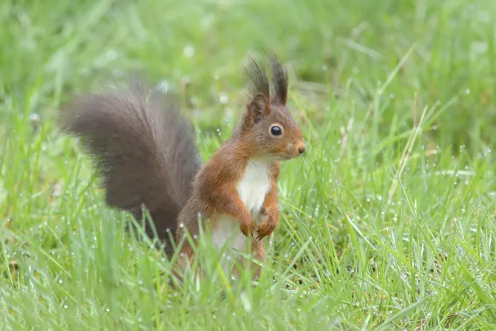 Framed Print : Squirrel (Sciurus), sitting attentively in damp meadow