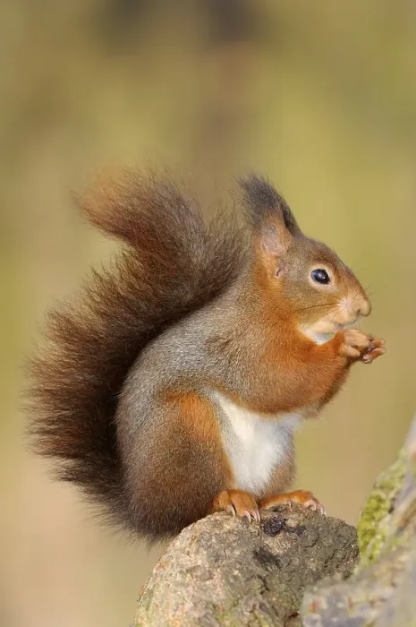 Framed Print : Squirrel (Sciurus vulgaris) Framed Print : Squirrel (Sciurus vulgaris)