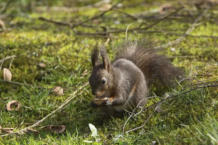 Framed Print : Squirrel (Sciurus vulgaris) Framed Print : Squirrel (Sciurus vulgaris)