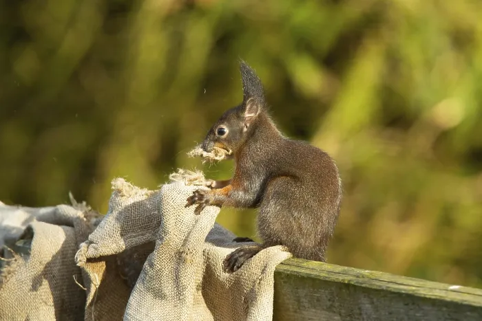 Framed Print : Squirrel (Sciurus vulgaris)