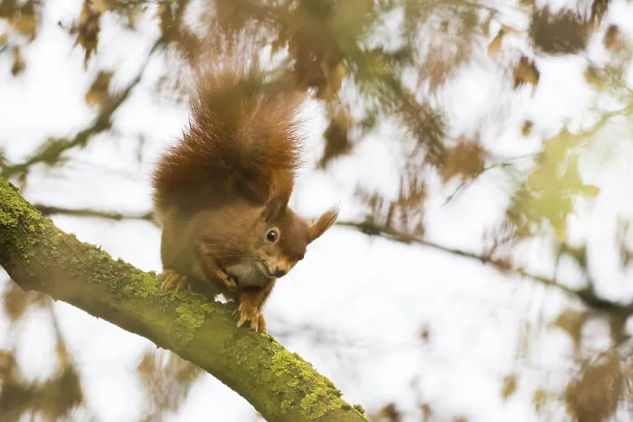 Framed Print : Squirrel (Sciurus vulgaris) on a branch with autumn leaves in the background
