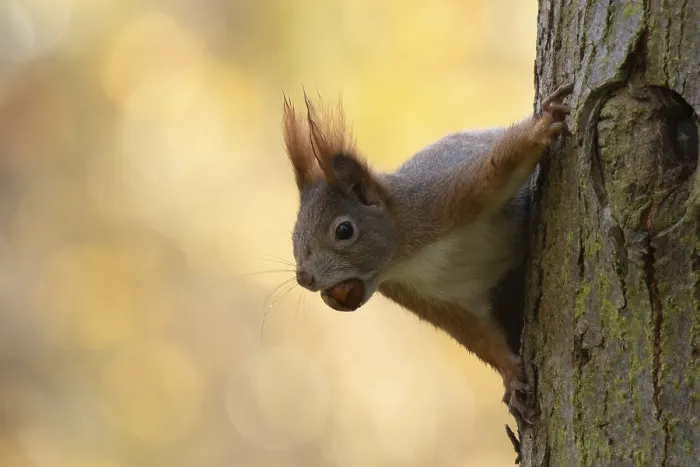 Framed Print : A squirrel (Sciurus vulgaris) climbs up a tree and keeps a nut in its mouth in autumn surroundings Framed Print : A squirrel (Sciurus vulgaris) climbs up a tree and keeps a nut in its mouth in autumn surroundings