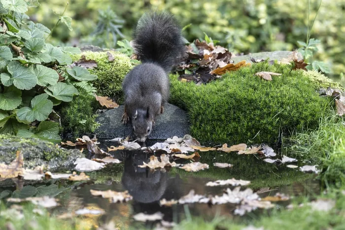 Framed Print : Squirrel (Sciurus vulgaris) drinking