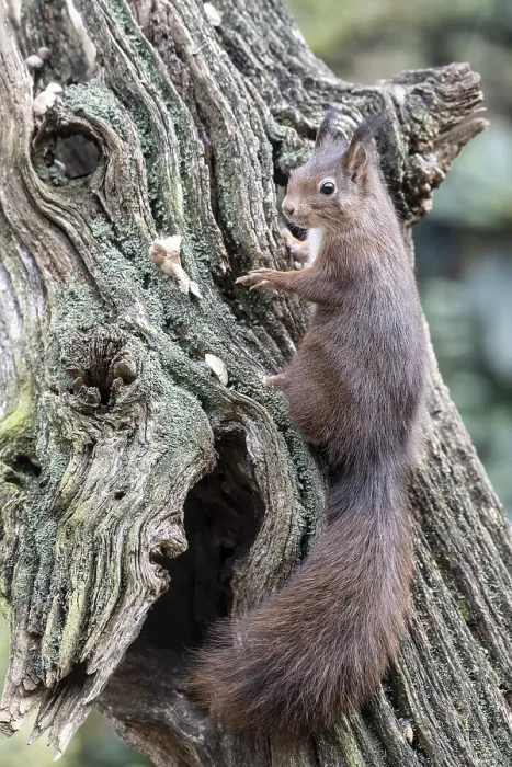 Framed Print : Squirrel (Sciurus vulgaris), Emsland