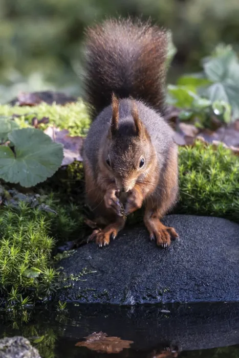 Framed Print : Squirrel (Sciurus vulgaris), Emsland
