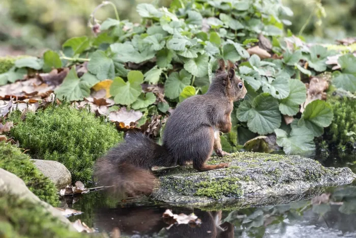 Framed Print : Squirrel (Sciurus vulgaris), Emsland Framed Print : Squirrel (Sciurus vulgaris), Emsland