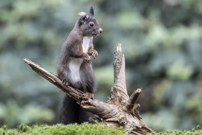 Framed Print : Squirrel (Sciurus vulgaris), Emsland