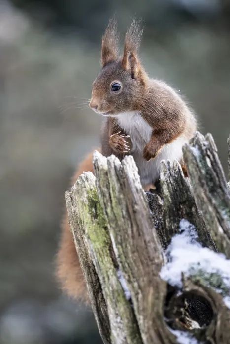Framed Print : Squirrel (Sciurus vulgaris), Emsland Framed Print : Squirrel (Sciurus vulgaris), Emsland