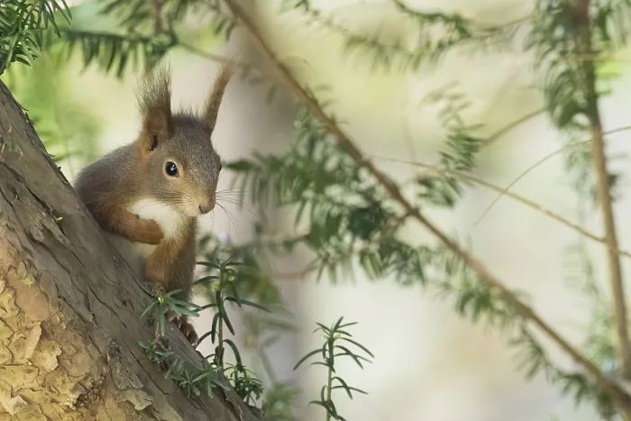 Framed Print : A squirrel (Sciurus vulgaris) looks curiously between the green branches of a tree Framed Print : A squirrel (Sciurus vulgaris) looks curiously between the green branches of a tree