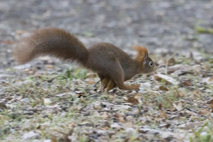 Framed Print : A squirrel (Sciurus vulgaris) running across forest-covered ground in autumn