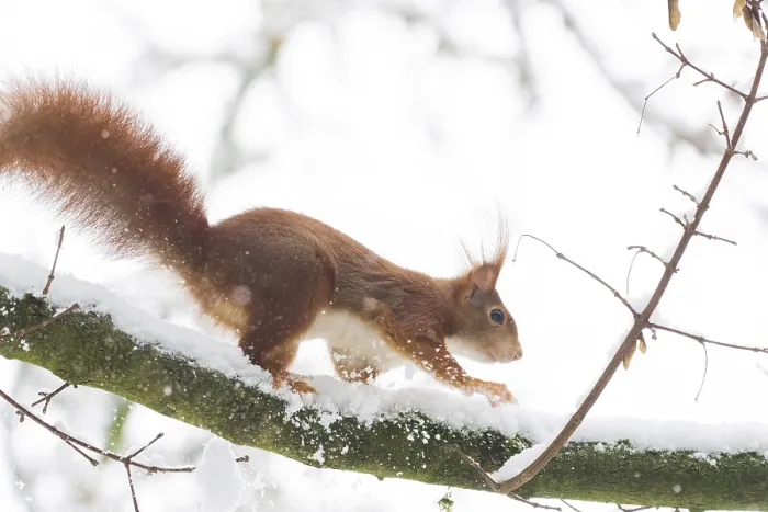 Framed Print : A squirrel (Sciurus vulgaris) running across a snow-covered branch in a wintry environment Framed Print : A squirrel (Sciurus vulgaris) running across a snow-covered branch in a wintry environment