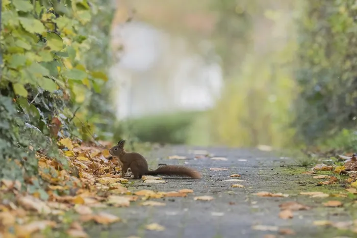 Framed Print : A squirrel (Sciurus vulgaris) sits on a path covered with leaves