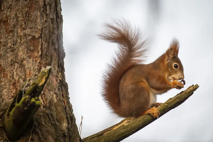 Framed Print : Squirrel (Sciurus vulgaris) sitting on a branch and holding a hazelnut in its paws