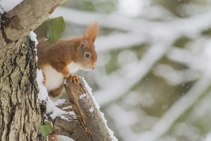 Framed Print : A squirrel (Sciurus vulgaris) sitting on a snow-covered tree in a wintry forest
