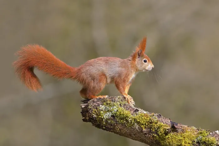Framed Print : Squirrel (Sciurus vulgaris) standing on a branch covered with moss