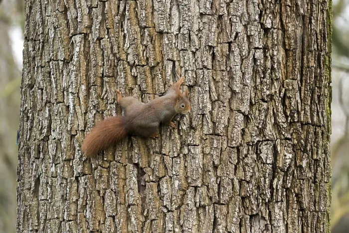 Framed Print : Squirrel (Sciurus vulgaris), wildlife