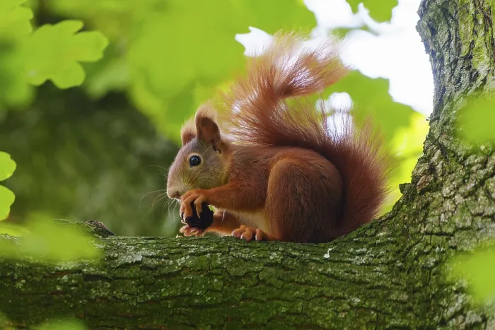 Framed Print : Squirrel (Sciurus vulgaris), wildlife, Germany