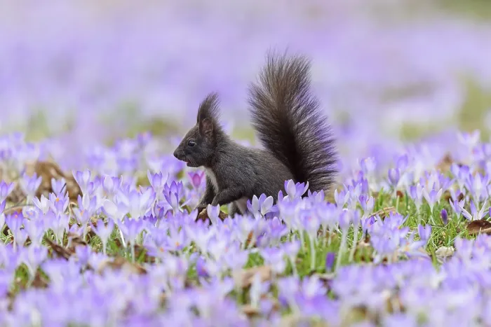Framed Print : A squirrel sits in a meadow with flowers Framed Print : A squirrel sits in a meadow with flowers
