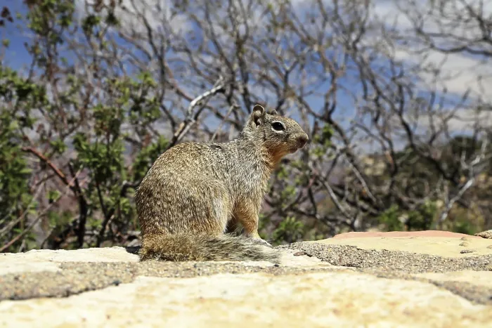 Framed Print : A squirrel sits on a rock surrounded by vegetation at the Grand Canyon