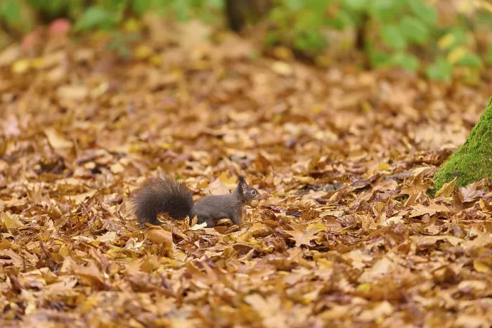 Framed Print : Squirrel sitting among brown autumn leaves in forest Framed Print : Squirrel sitting among brown autumn leaves in forest
