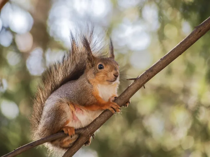 Framed Print : Squirrel sitting curiously on a branch up in a tree in a forest Framed Print : Squirrel sitting curiously on a branch up in a tree in a forest